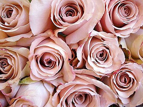 Hoa hồng màu be: giống, ảnh. Kết hợp trong bó hoa