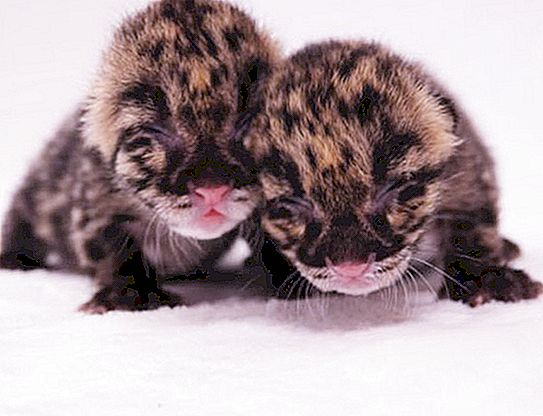 Reto dūminio leopardo kačiukai gimė Floridos zoologijos sode. Nuotrauka
