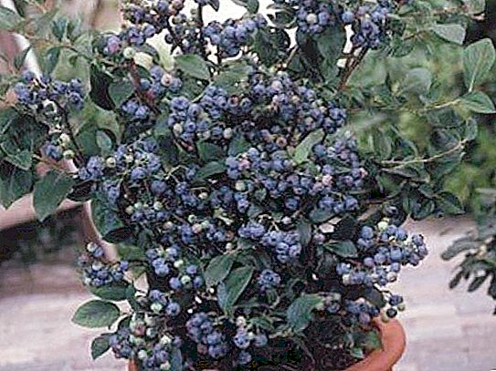 Blueberry where grows? Where does blueberry grow in the suburbs? Forests where blueberries grow in Russia
