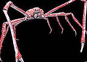 Păianjenul crab japonez. Crab japonez uriaș