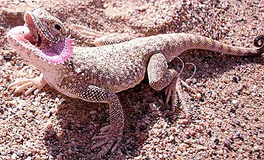 Desert lizards. Eared Round Head