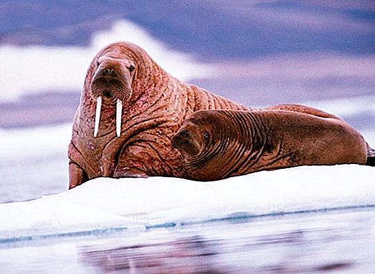 Kutup çöl hayvanları: doğal uçlar