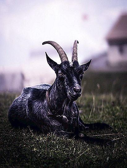Black goat: breeds, photos, interesting facts