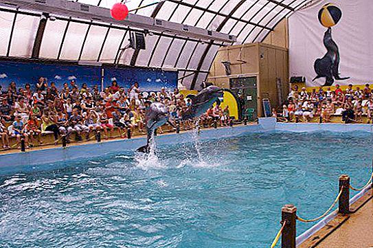 Dolphinarium in Rostov-on-Don: description, photo