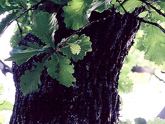 노치 참나무 : 설명, 분포, 재배