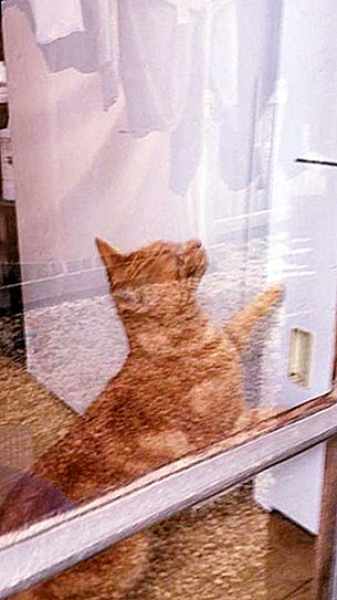 门关上了，克莱尔无法回家。 但是她不必打电话给主人，猫为她的情妇开了门。