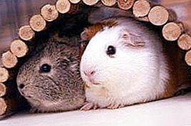 Rodents: all kinds and other useful information
