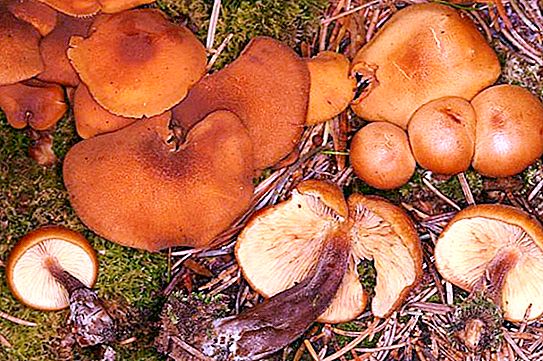 绝种的蘑菇。 俄罗斯红皮书中的珍稀濒危蘑菇，动植物