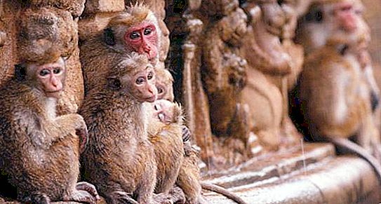 Menukar hierarki dalam monyet. Dunia primat yang menakjubkan