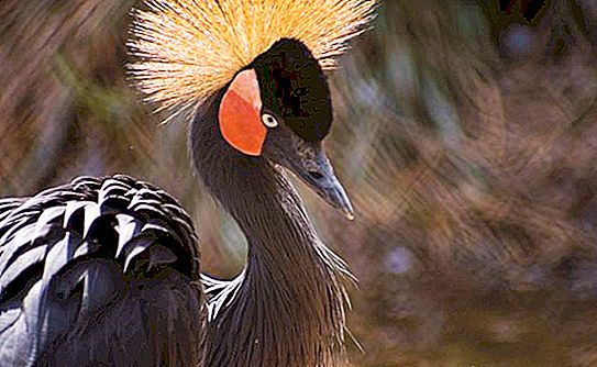 腿长的沼泽鸟如何生活？