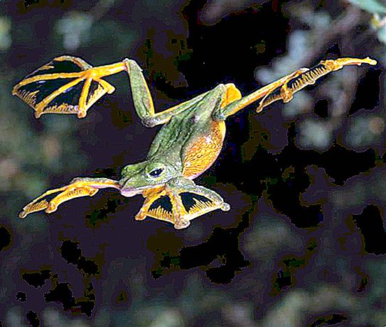 空飛ぶカエル：説明、品種、捕われの身