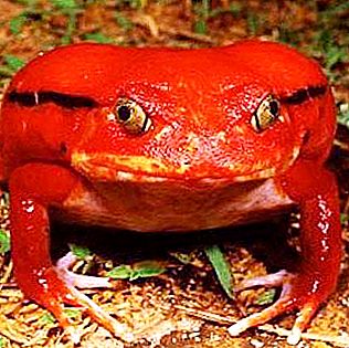 Tomato frog: a description of an unusual amphibian