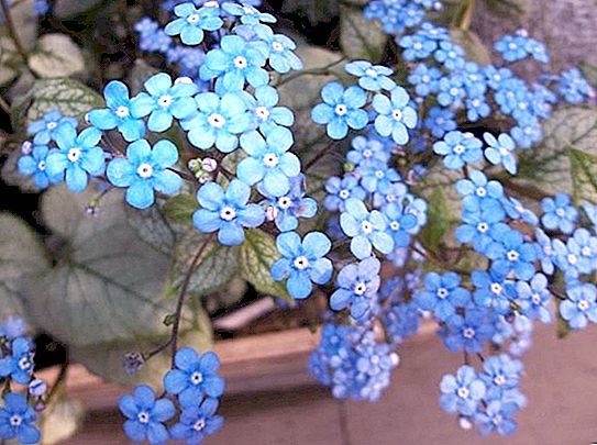 Anonymous forget-me-not - Siberian bruner