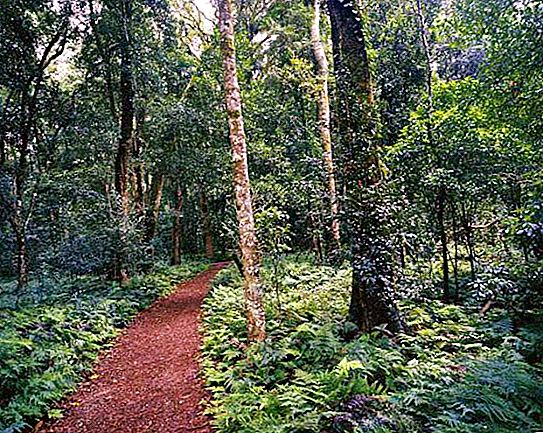Boscos monzones: descripció, clima, fauna i fets interessants