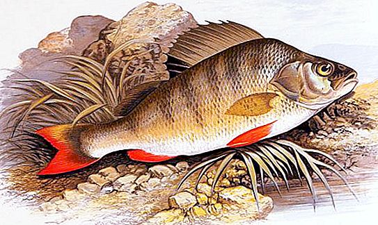 Il pesce persico più grande in Russia e nel mondo. Caratteristiche della struttura e comportamento del pesce persico