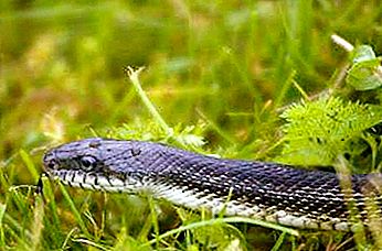 Snake serp (Amur serp)