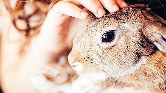 关于兔子的普遍误解：它们不喜欢胡萝卜，对猫很危险
