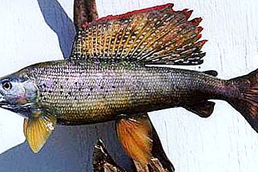 Grayling fish: deskripsi dan habitat