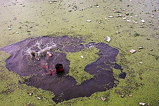 世界で最も汚れた川。 ロシアで最も汚れた川