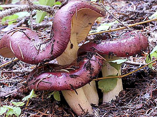 Russula - edible mushrooms or not? Types of russula. False and real russula