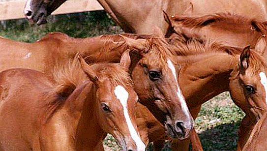 Incrocio di cavalli: specie. Caratteristiche e risultati dell'accoppiamento di asini e cavalli