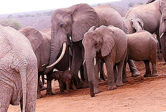 بعد سنوات من الإنقاذ ، قدم الفيل مفاجأة ساحرة للناس