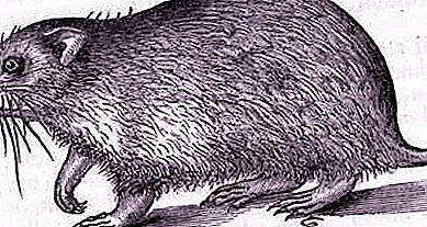 Hamster das estepes: descrição e foto. O que um hamster come?