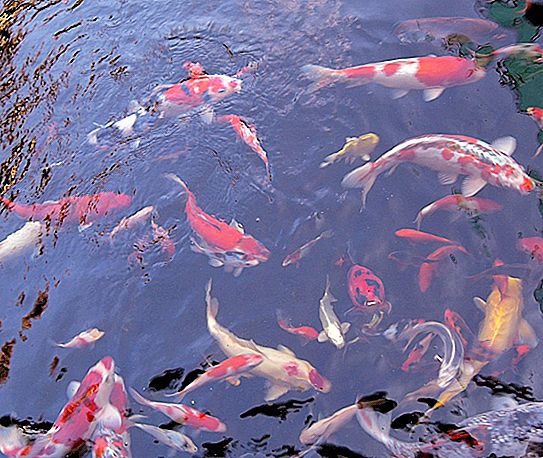 Θερμοκρασία του σώματος των ψαριών: γεγονότα και νέες ανακαλύψεις
