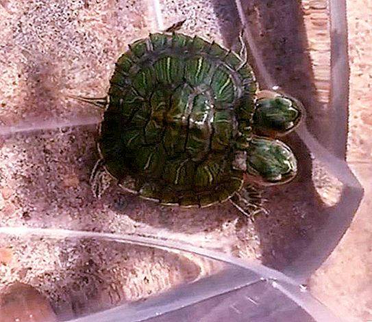In de VS verscheen een schildpad met twee koppen: foto's van de ongelooflijke prestatie van Moeder Natuur