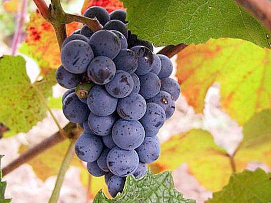 Avance de la uva Amur: descripción de la variedad, características de cultivo y revisiones