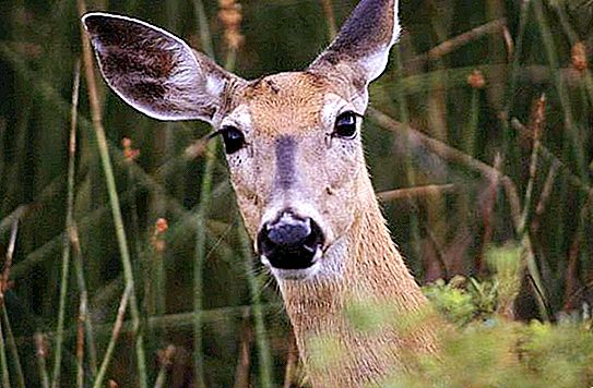 Water deer or hornless: photo, description