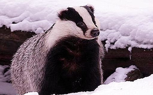 Un tertúlia cau en la hibernació? Quins altres animals fan això a l’hivern?