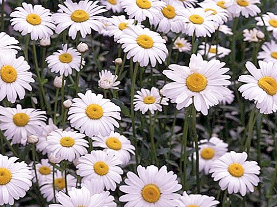 Chamomile flowers - garden decoration and medicinal raw materials