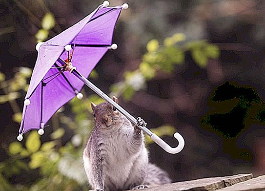 Ο φωτογράφος κατάφερε να πυροβολήσει έναν σκίουρο που κρύβεται από τον άνεμο και τη βροχή πίσω από μια μικροσκοπική ομπρέλα