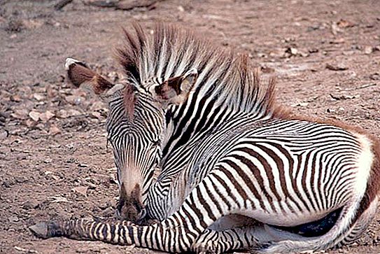Var bor zebra: randiga fakta