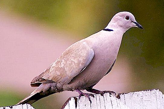 Dovetail ringed: where does this bird live and how does it look