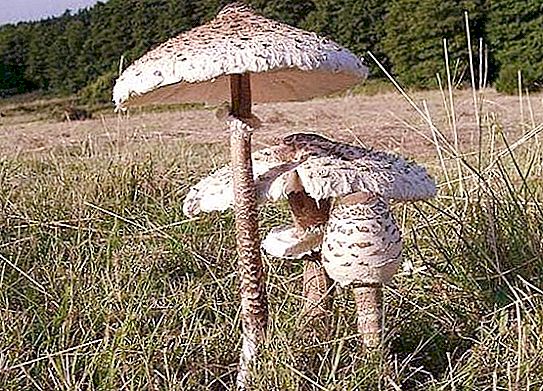 Syötävä sieni sateenvarjo: eksoottinen ulkonäkö ja hyvä maku!