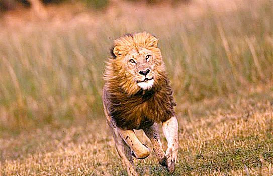 Interessante sobre animais. Quem é mais rápido: um leão ou um alce?
