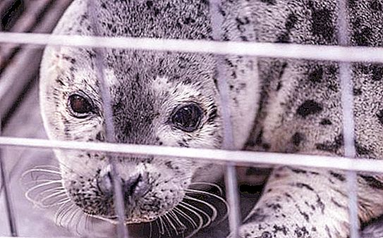 Chinese police rescued over 100 fur seals