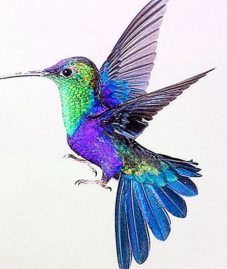 Hummingbird in the Krasnodar Territory: the truth or fiction of local residents?