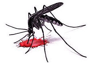 Fenomena nyamuk: berapa banyak nyamuk yang hidup setelah gigitan?