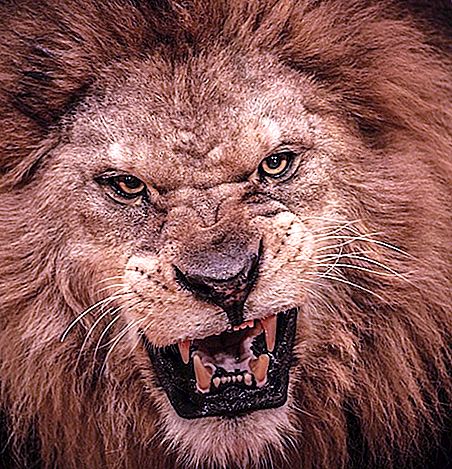 Красиви лъвове: описание, снимка