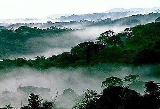 Sumber daya hutan dunia - hadiah alam untuk kemanusiaan