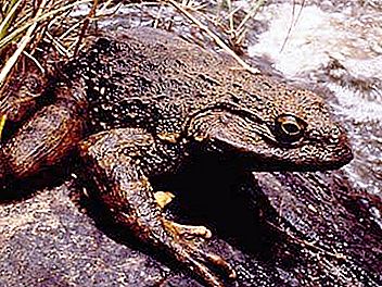 Goliath frog - silent giant on the verge of extinction