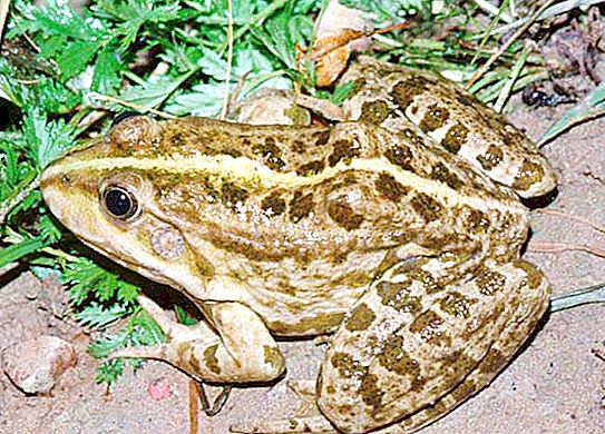 Jezioro żaba: opis, siedlisko, zdjęcie