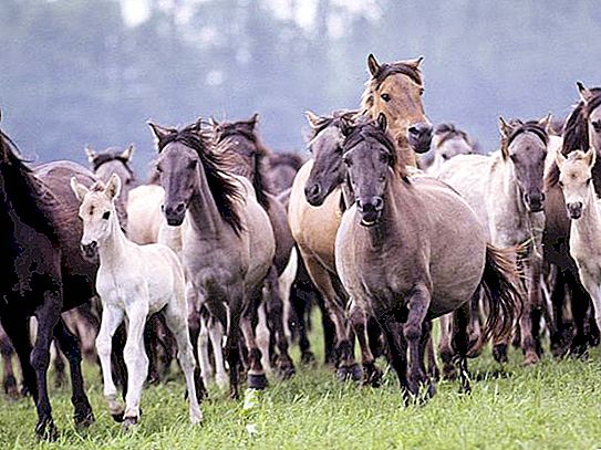 Mustang je životinja poznata svima. Divlji konji u prirodi: fotografija, opis