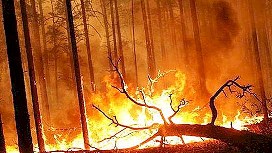 Požiare na území Trans-Bajkalu. Príčiny katastrofy