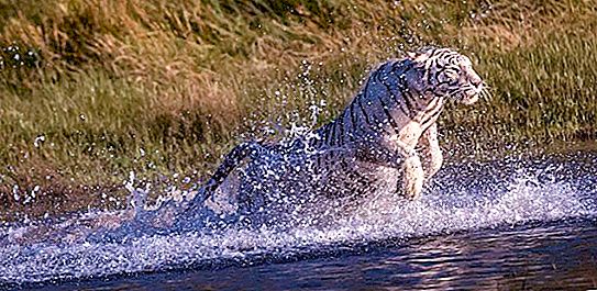 Zeldzaam geluk: fotograaf maakte ongelooflijke foto's van drie spelende witte tijgers