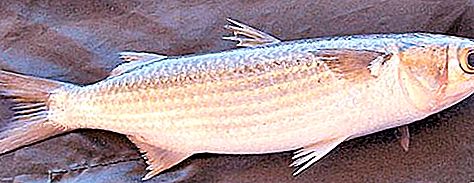 Ryby červenej parmice - malá pochúťka