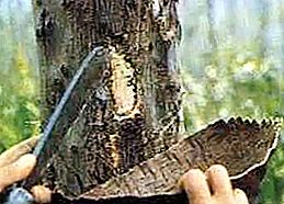 Dugg røkelse: et tropisk tre som har unike egenskaper